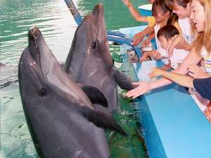 下田海中水族館 ドルフィンフィーディング