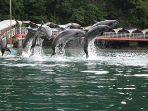 下田海中水族館 海上ステージイルカショー