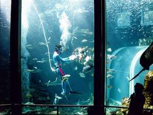 下田海中水族館 魚の餌付けショー