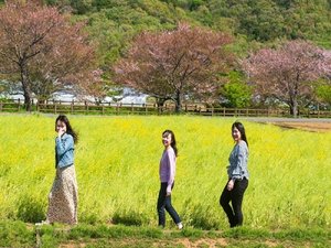 【江間いちご狩りセンター】当館から車で約10分★桜も菜の花もいちご狩りも!