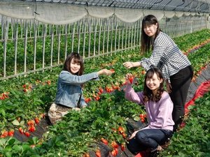 【江間いちご狩りセンター】当館から車で約10分★