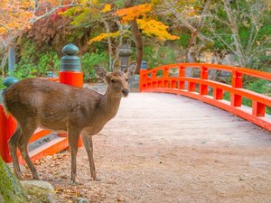 紅葉谷公園