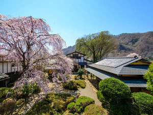 丸一を象徴するしだれ桜。万葉亭2階が特等席です。