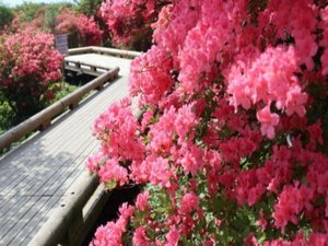 八幡ツツジ園地では約20万本ものツツジを鑑賞できます♪