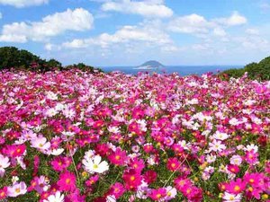 秋、のこのしまアイランドパーク内に咲く遅咲きのコスモス。開花情報はX(Twitter)の公式ページで配信中。