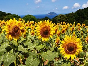 ひまわり