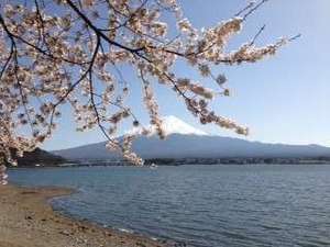 河口湖畔 桜