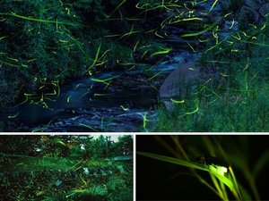 竹亭より徒歩8分「鷺湯公園、大谷川」5月下旬〜6月中旬、ホタルがご覧になれます♪