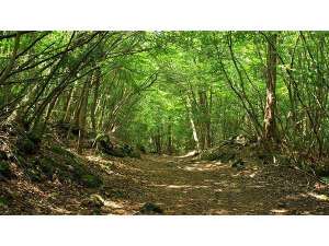 ؘRy̓A]vȉقƂǂȂԂɖ₳܂