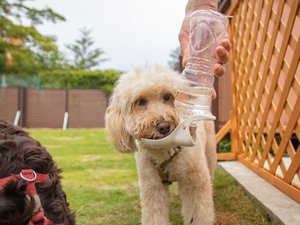 わんちゃん大喜びのプライベートドッグラン