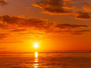 �y�b�g���]�[�g�@�u���C���Y�@�V���̎ʐ^