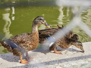 カモさんもお出迎え♪