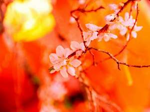 �ٓ��ɂ͂������Ԃ������Ă��܂�