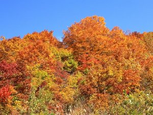 広大な山形蔵王では、晩夏から少しずつ始まる自然の冬支度を感じることができます。