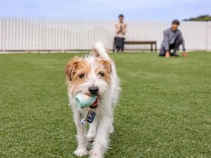 【DOG PARK(ホテル横)】