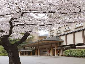 玄関前の桜並木 4月上旬から中旬が見頃です