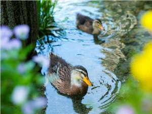 日本庭園のカモたち