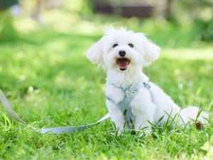 自然の中でワンちゃんと寛ぐ優雅なひととき