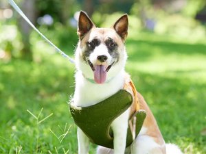 大自然に包まれて愛犬と過ごす贅沢な時間