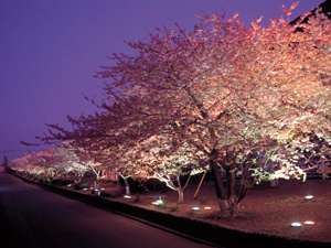07）幻想的な河津桜ライトアップ