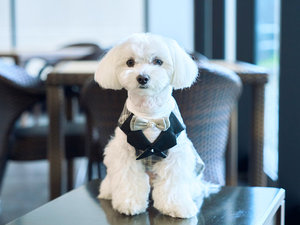 【看板犬ブレイン】当館の看板犬(執事長)として活躍しているマルチーズのブレインです♪