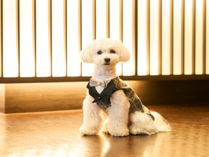 【看板犬ブレイン】お越しになるお客様を心を込めてお出迎えいたします!