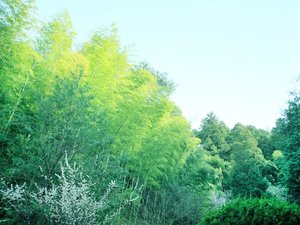 【竹林】当館自慢の竹林を眺めながら、ゆっくりとお過ごしくださいませ。