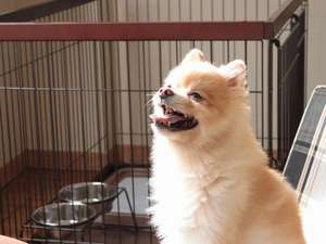 【群馬県のペットと泊まれる宿】風木立の川辺 紫明館の宿