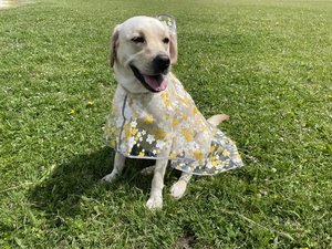 【貸出品】レインコート 大型犬の子にもぴったりサイズです