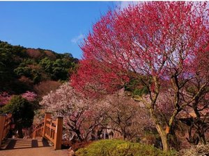 梅園の梅が咲いたころ