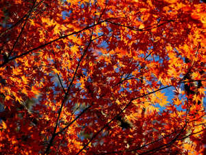 美しい紅葉は11月が見頃