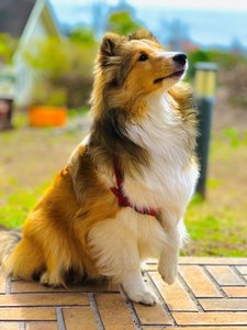 中庭で遊ぶわんちゃん