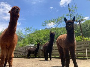 2023年に2匹アルパカが生まれました。会いに来てください。