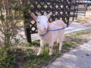 【近畿・関西／兵庫県の貸し別荘・コテージ・ヴィラ】北淡路カントリーガーデン