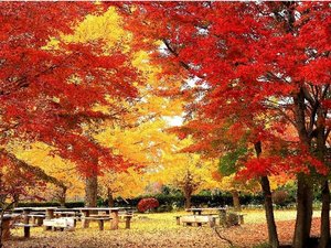 緑水苑 紅葉