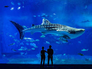 沖縄美ら海水族館