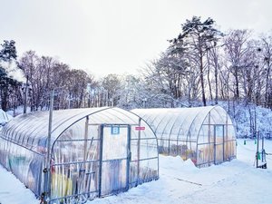 【わかさぎ釣り】初めての方でも手軽に挑戦できる大沼の冬の風物詩。