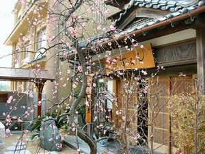 春満開、玄関横のしだれ梅
