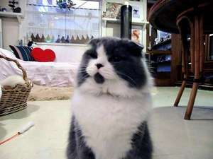 【山梨県のペットと泊まれる宿】健康開運温泉 猫と小犬のお宿ペンションブルーポピー