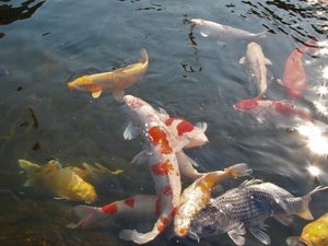 錦鯉