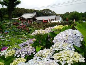 【大聖寺】日本三大不動尊のひとつ。6月から7月にかけて色とりどりのアジサイが咲き誇ります。拝観は自由。