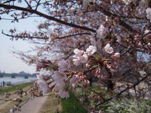 �z�e������k��5���ɂ���M�Z�쉈���́u�₷�炬��v�͐l�C�̎U���R�[�X�B4���͍����؂��L���C�ł��B