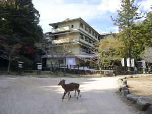鹿やタヌキなど野生の動物も沢山出会います☆