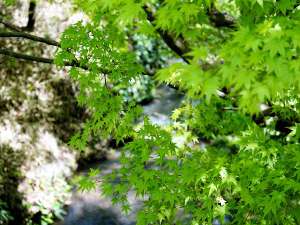 【周辺・景観】春は桜、初夏は青もみじ、秋は紅葉…四季折々の自然を満喫できます。