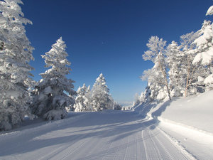 【冬】雪質最高のゲレンデ