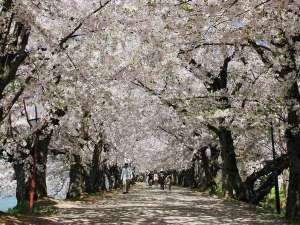 ◆弘前公園／桜のトンネル※イメージ