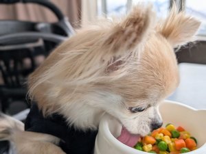 ���I�v�V�������V�F�t���萻�̃�������񃁃j���[�ɖ����I