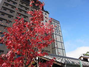 紅葉の外観