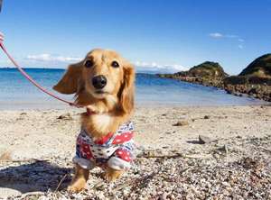 【静岡下田・白浜のペットと泊まれる宿】晴レ屋