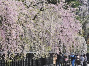 ■周辺観光|春には角館武家屋敷の桜が咲き誇ります
